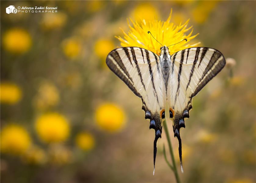 هنر عکاسی محفل عکاسی علیرضا ظهیری سروری عکس از پروانه در طبیعت همدان