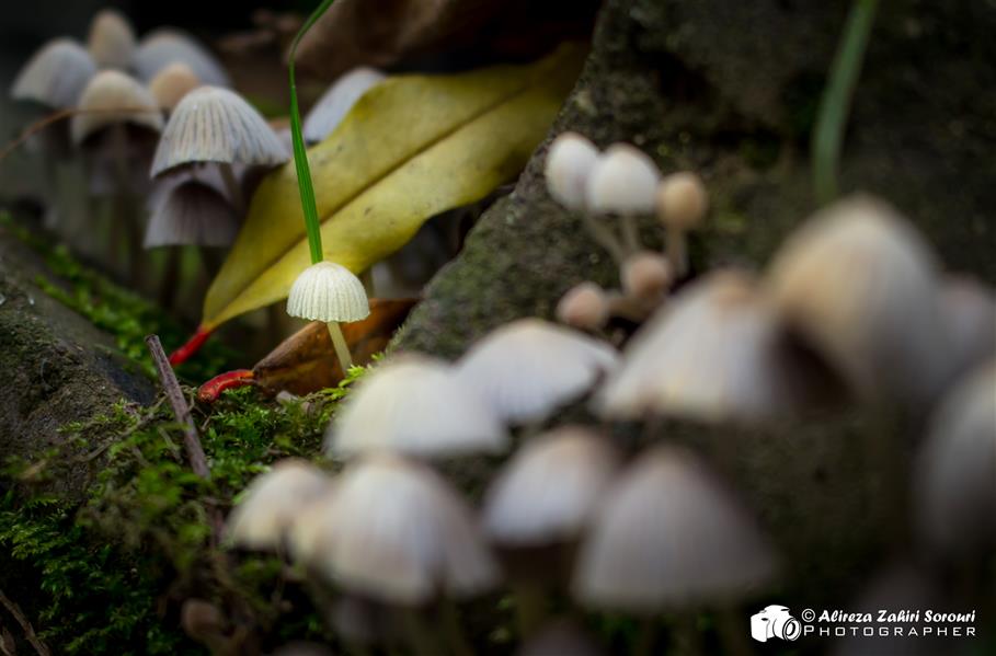 هنر عکاسی محفل عکاسی علیرضا ظهیری سروری قارچ کوچک جنگلی سفید