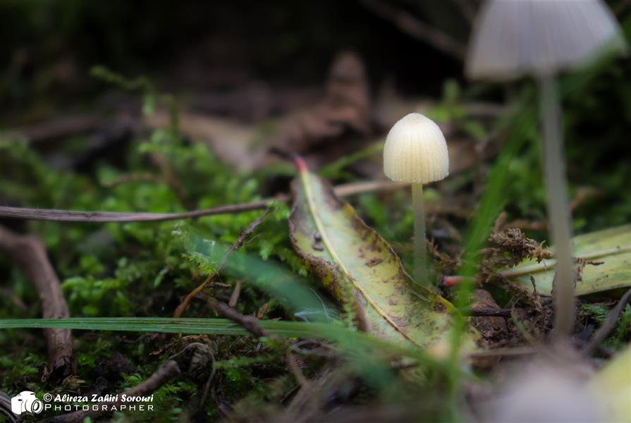 هنر عکاسی محفل عکاسی علیرضا ظهیری سروری Little white mushroom