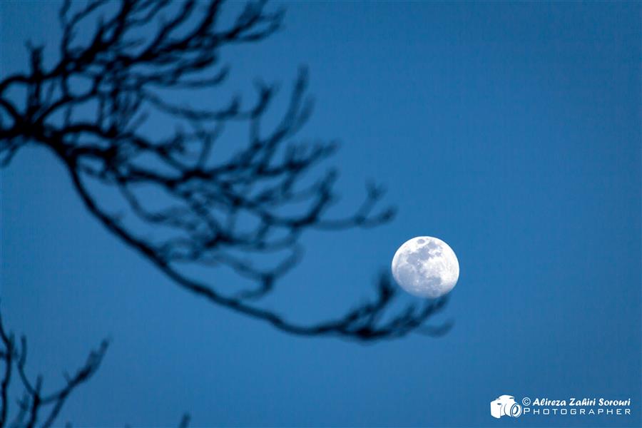 هنر عکاسی محفل عکاسی علیرضا ظهیری سروری ماه در دست درخت!