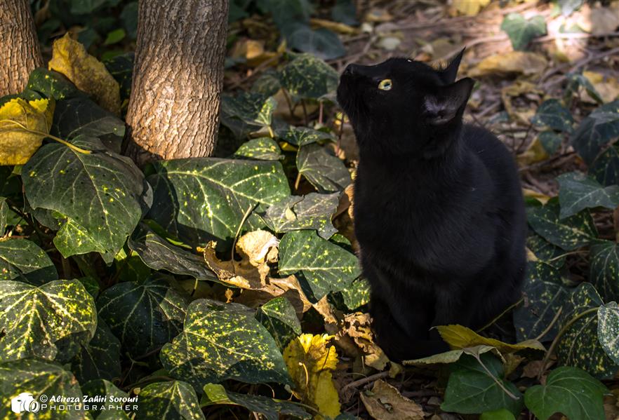 هنر عکاسی محفل عکاسی علیرضا ظهیری سروری گربه سیاه