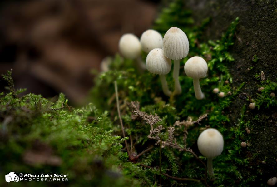 هنر عکاسی محفل عکاسی علیرضا ظهیری سروری ماکروگرافی از قارچهای کوچک سفید جنگلی