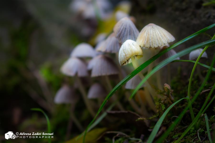 هنر عکاسی محفل عکاسی علیرضا ظهیری سروری قارچ کوچک سفید جنگلی
#طبیعت #قارچ #جنگل #زمستان