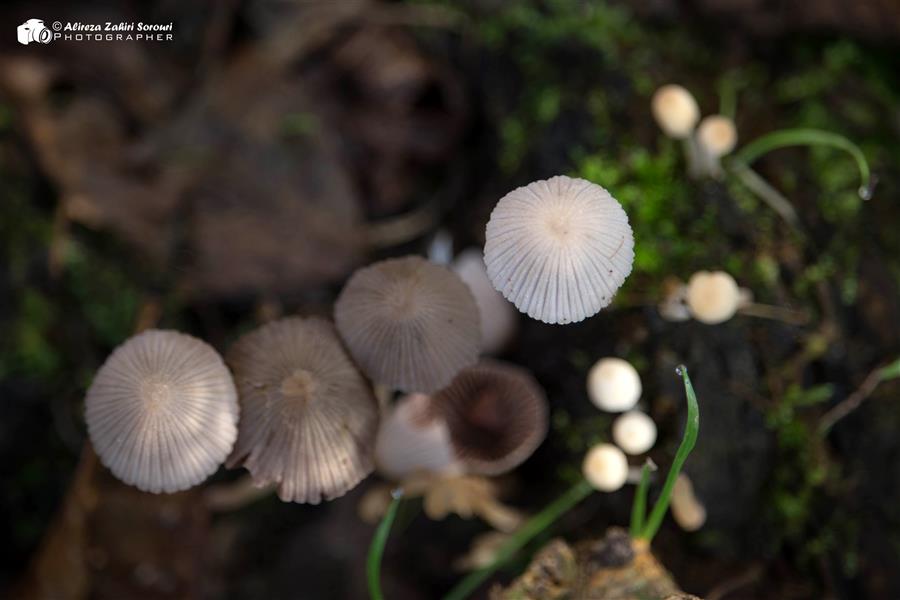 هنر عکاسی محفل عکاسی علیرضا ظهیری سروری قارچهای کوچک سفید جنگلی... ۲