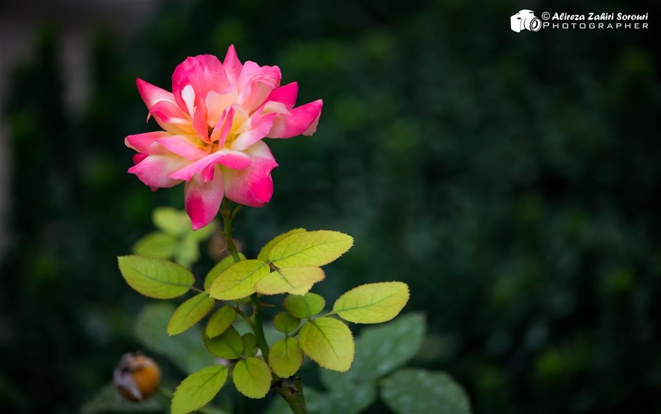هنر عکاسی محفل عکاسی علیرضا ظهیری سروری گل