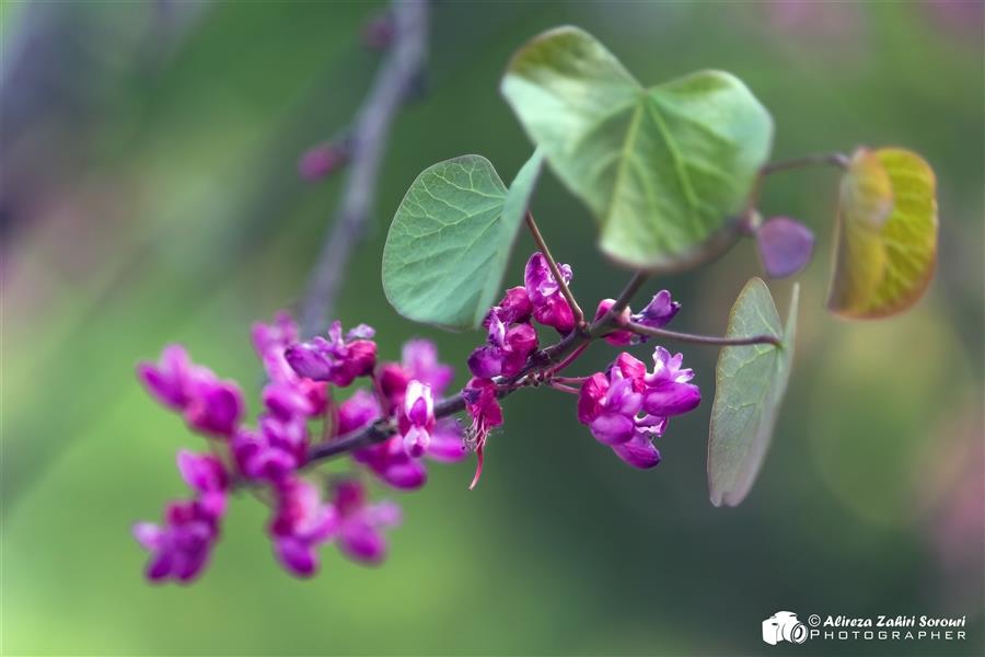 هنر عکاسی محفل عکاسی علیرضا ظهیری سروری ارغوان #بهار #گل #طبیعت #ارغوان