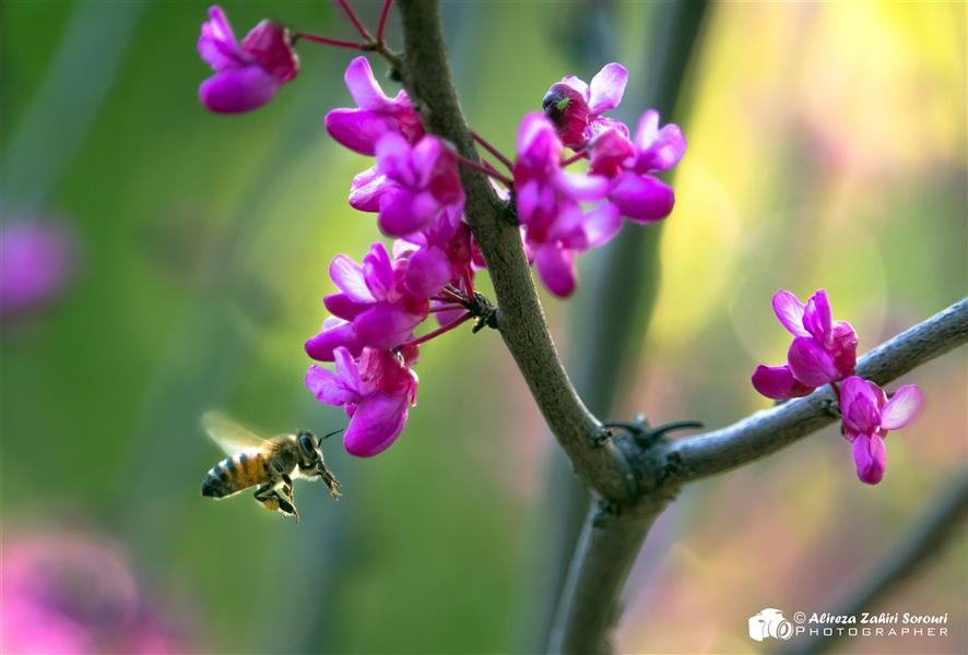 هنر عکاسی محفل عکاسی علیرضا ظهیری سروری زنبور عسل