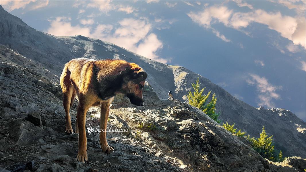 هنر عکاسی محفل عکاسی محمد دادستان عنوان: Dogy Depp
مکان: تهران، ارتفاعاتِ دربند
#hdr
#natural
#dog
#lanscape
#wiew
#mountain
#darband