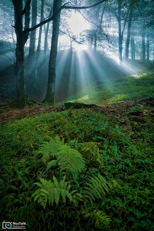 هنر عکاسی محفل عکاسی مصطفی اسدبیگی مه و جنگل