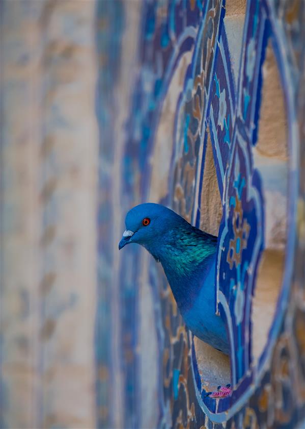 هنر عکاسی محفل عکاسی میکائیل بایزیدی Blue Bird#
اثر جهت فروش .
چاپ شده بر روی شاسی در سایز 70*50 تحویل داده میشود .
