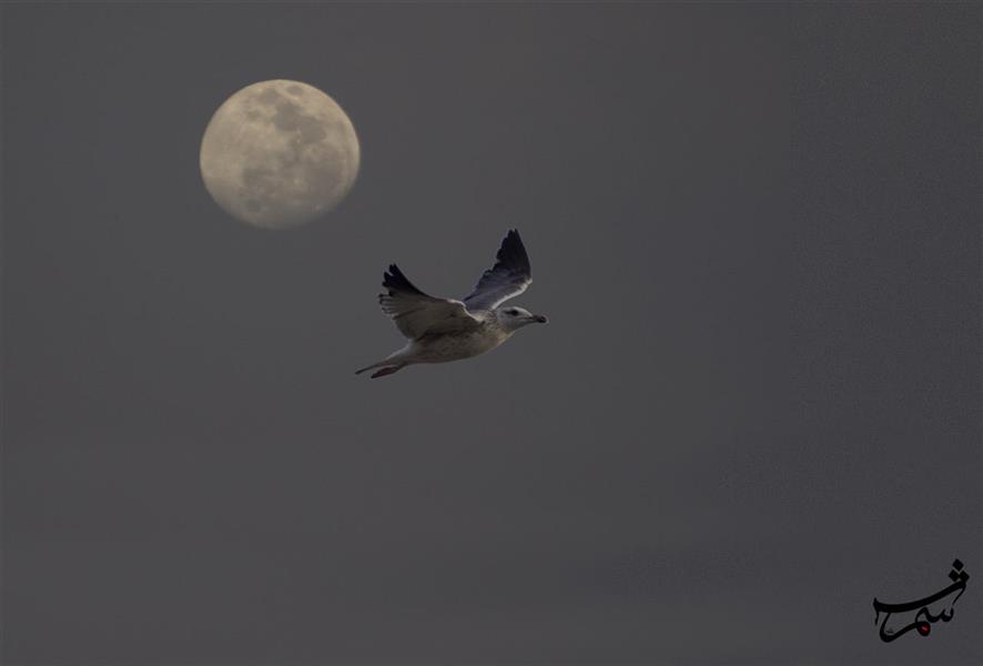 هنر عکاسی محفل عکاسی Alirezashams ماه و پرنده