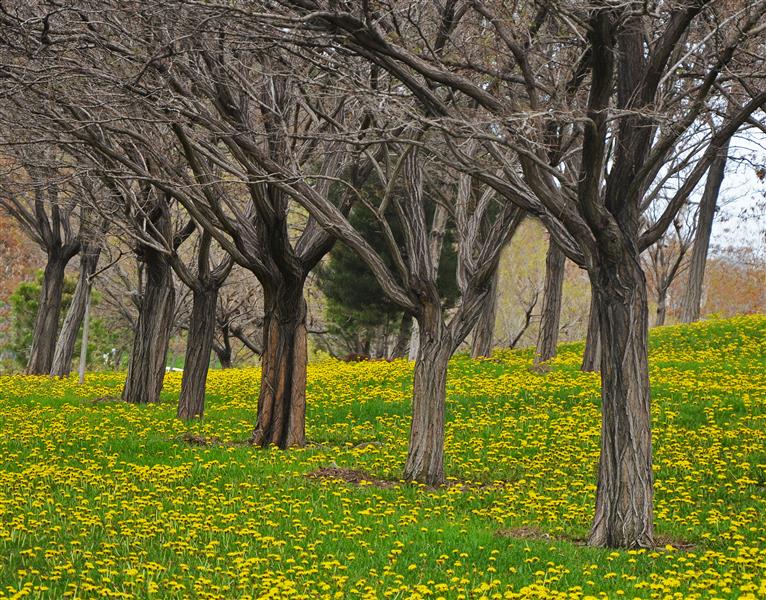 هنر عکاسی محفل عکاسی ابوالفضل مقصودی  نوروز