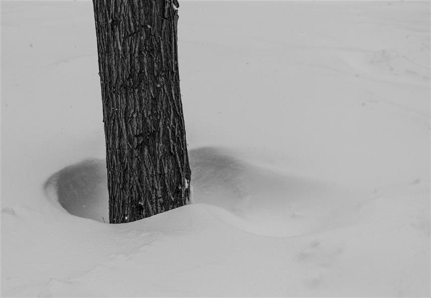 هنر عکاسی محفل عکاسی فاطمه فصیحی #برف #مینیمال  #سیاه_و_سفید
#black_and_white #درخت