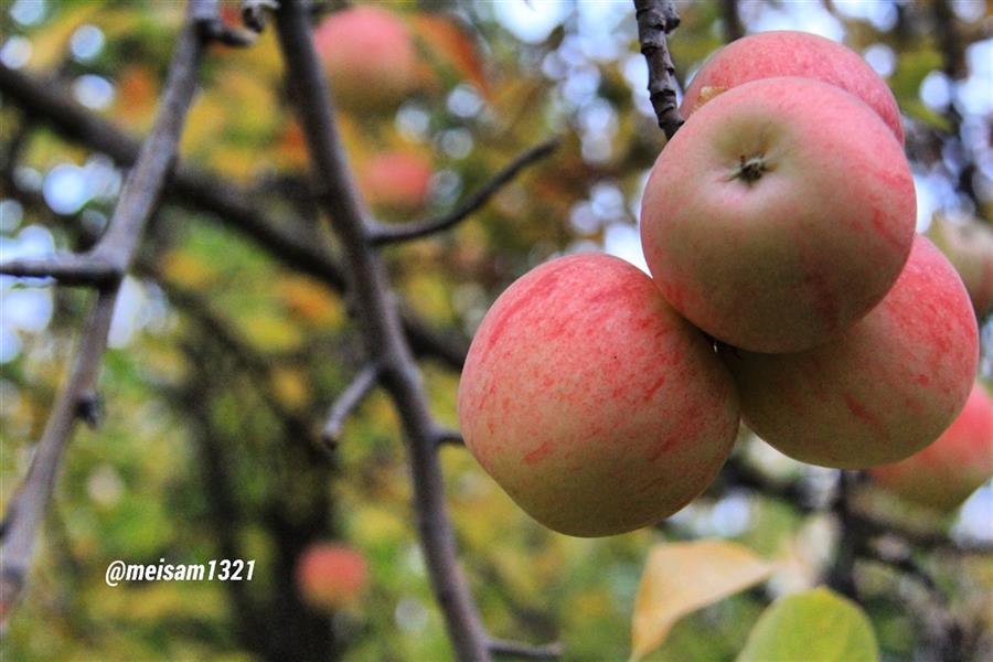 هنر عکاسی محفل عکاسی میثم حیدری