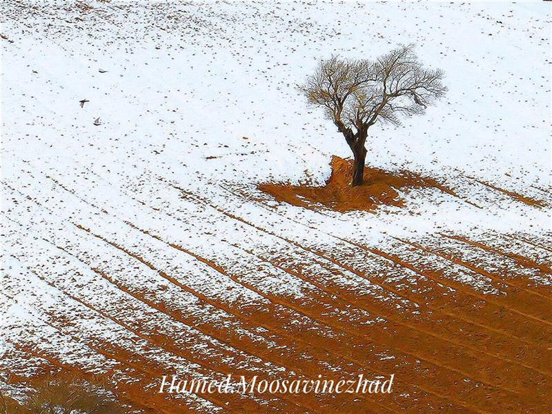 هنر عکاسی محفل عکاسی حامد موسوى نژاد تک درخت در زمستان

#تک_درخت #زمستان #درخت #برف #عکس # عکاسى