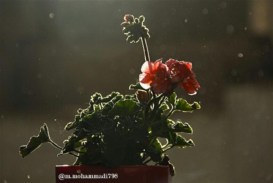 هنر عکاسی محفل عکاسی مهدی محمدی شمعدانی زیر باران