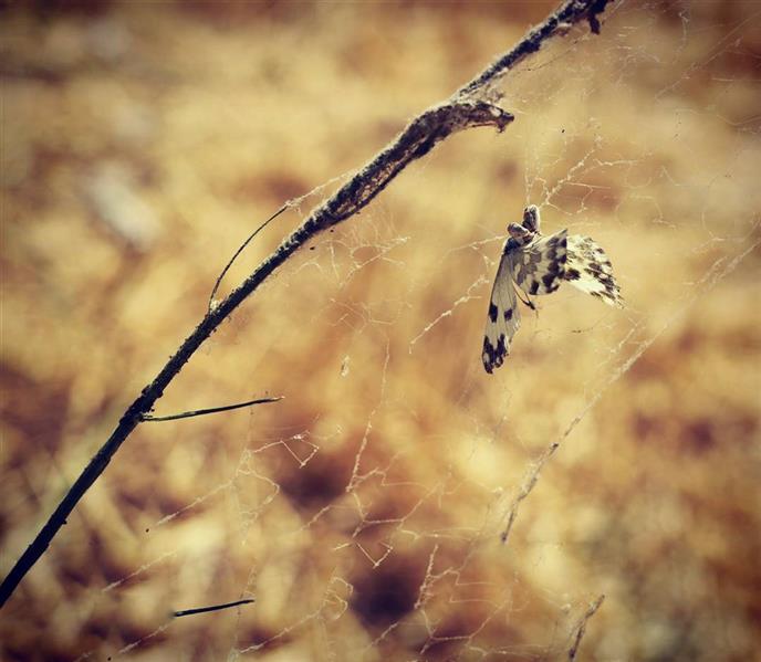 هنر عکاسی محفل عکاسی GilAra Gholamdoust پروانه ی من در تاری اسیر است 
که عنکبوت آن سیر است,نه یارای پرواز دارد,نه میتواند بمیرد..