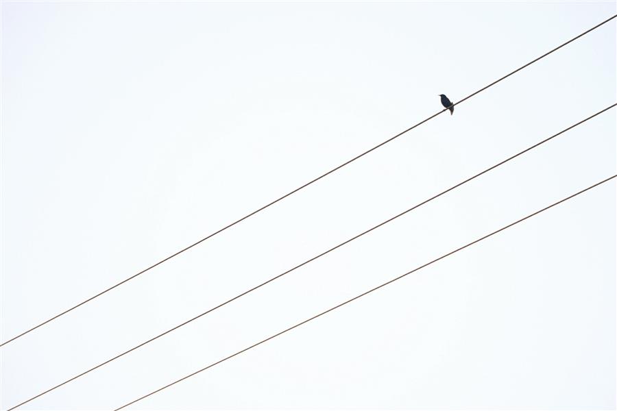 هنر عکاسی محفل عکاسی GilAra Gholamdoust تو بگو دوستت دارم 
من ثابت میکنم
انسان موجود پرنده ایست..
#علی_بهمنی