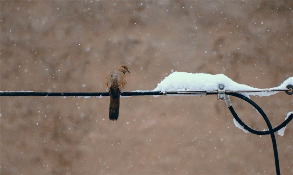 هنر عکاسی محفل عکاسی علی شادیفر بخند پرنده که ماهم شاید فقط با دیدن این زمستان و برف هایش خنده بر لبمان بیاید...