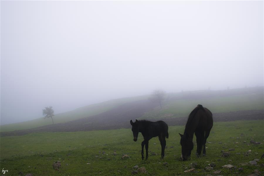 هنر عکاسی محفل عکاسی حسین یزدان‌فر 