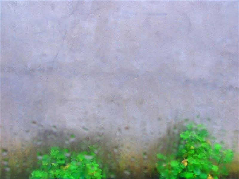 هنر عکاسی محفل عکاسی سهیلا عابدینی روزهای همیشه بارانی شمال
#کلکاسرا_رودسر