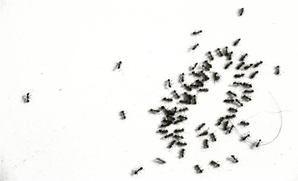 هنر عکاسی محفل عکاسی Tchiya تشیع جنازه ی مورچه ای در کف آشپزخانه