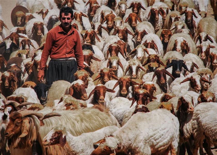 هنر عکاسی محفل عکاسی سید فرهاد لاری