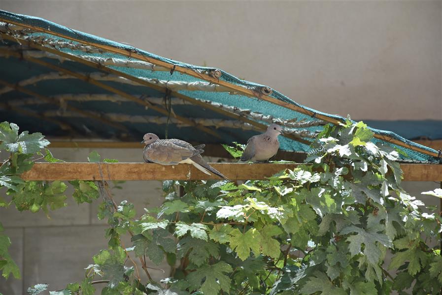 هنر عکاسی محفل عکاسی اکرم ذوالفقاری 