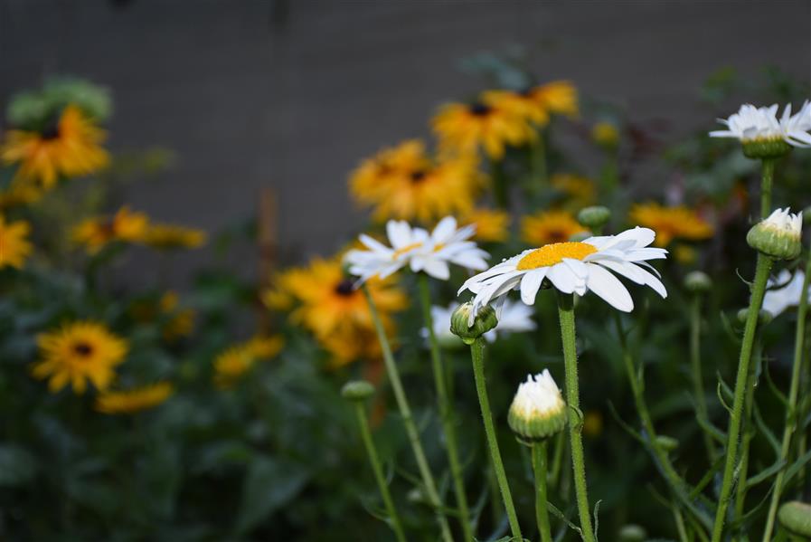 هنر عکاسی محفل عکاسی اکرم ذوالفقاری گلهای باطراوت باغچه