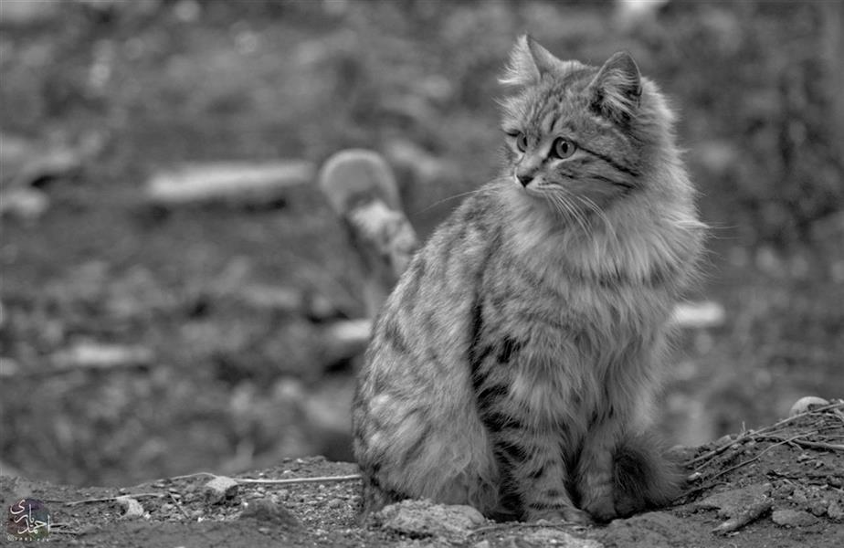 هنر عکاسی محفل عکاسی احمد یاری گربه ی زیبا 

#گربه_های_زیبا #گربه_اصیل
