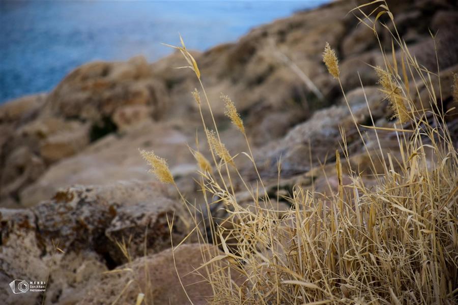 هنر عکاسی محفل عکاسی مهدی گنج خانی گیاهان خشک در کنار آب! اواخر زمستان ۹۶