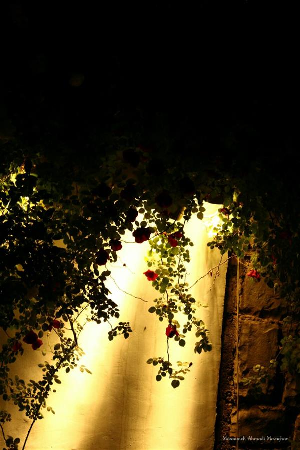 هنر عکاسی محفل عکاسی معصومه احمدی موقر ۵۰ در ۷۰  و طبیعت با شب

(#عکس #عکاسی #شب #پل_طبیعت #تهران)