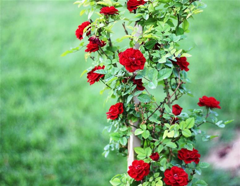 هنر عکاسی محفل عکاسی دکتر حبیب نصیری 