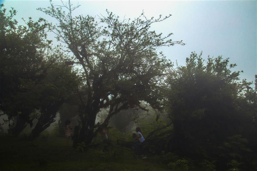 هنر عکاسی محفل عکاسی معصومه احدی در جهانی که کودکانش با درختان دوستی نکرده باشند بی شک مرگ زندگی میکند...!