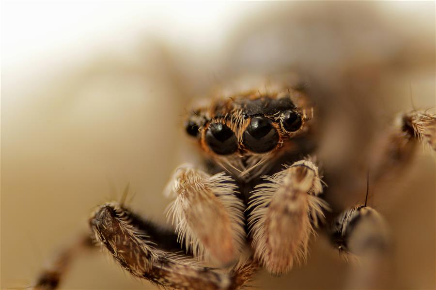 هنر عکاسی محفل عکاسی راستین حقیقی #عنکبوت #ماکروگرافی 
عکس با استفاده از رینگ ریورس گرفته شده
حالت دستی-iso 800-سرعت شاتر 1/200-چون از رینگ ریورس استفاده شده، دیافراگم 00