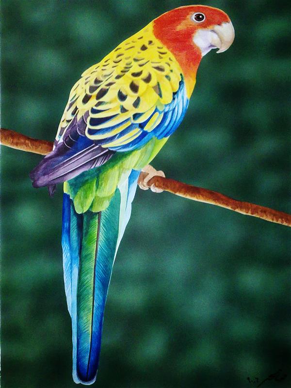 هنر نقاشی و گرافیک محفل نقاشی و گرافیک صالحه السادات هدایتی ابعاد 50 × 70