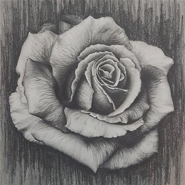 هنر نقاشی و گرافیک محفل نقاشی و گرافیک آرزو بزرگمهری  هاشور با مداد