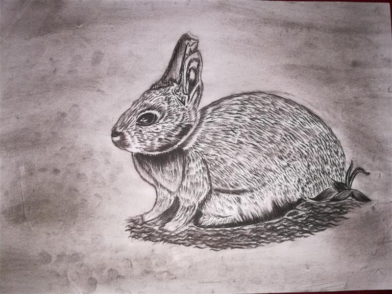 هنر نقاشی و گرافیک محفل نقاشی و گرافیک shaghayegh موضوع#طراحی#خرگوش
#تکنیک#سیاه_قلم(کنته)#کاغذ
#ابعاد#A3