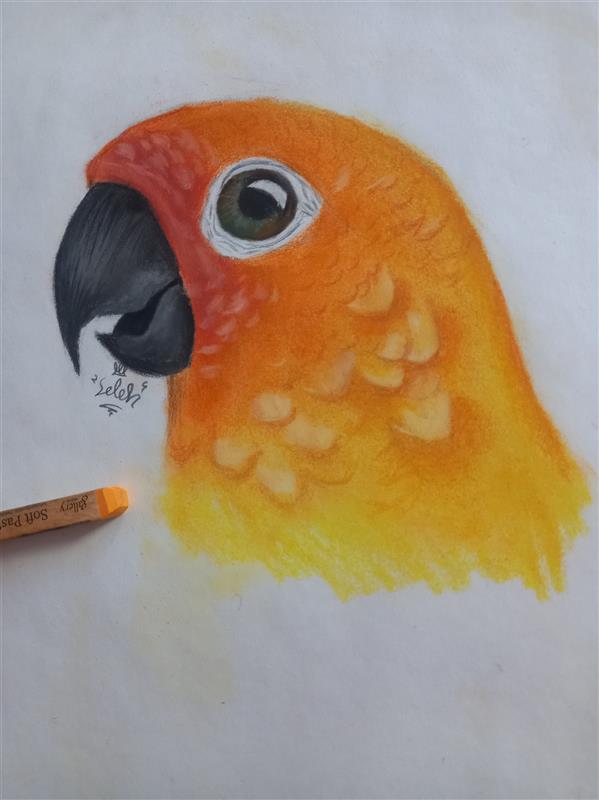 هنر نقاشی و گرافیک محفل نقاشی و گرافیک امیر صالح عالمی ✔ طراحی طوطی با پاستل (art_AMIRSALEH)امیر صالح عالمی 