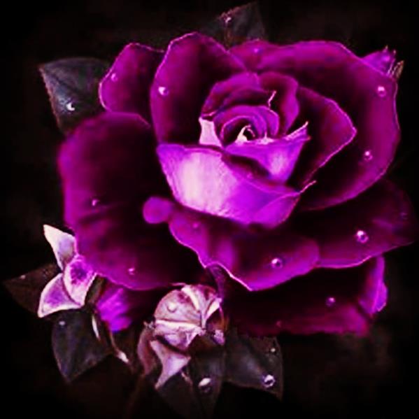 هنر نقاشی و گرافیک محفل نقاشی و گرافیک Farahnaz sharif گل بخشش
(رنگ بنفش نشان دهنده نیاز به بخشیده شدن هست)
تکنیک رنگ روغن
سال اثر ۱۳۹۶