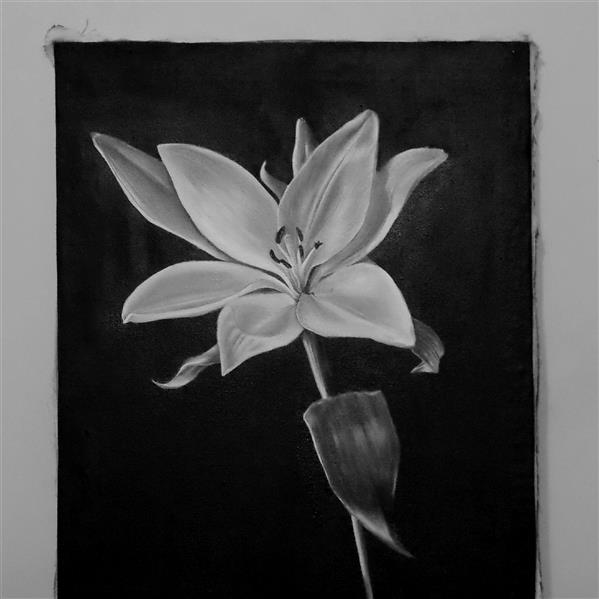 هنر نقاشی و گرافیک محفل نقاشی و گرافیک w-r #سوسن #lily# b&w