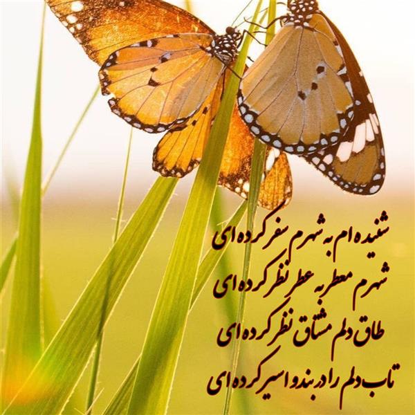 هنر شعر و داستان محفل شعر و داستان زهرا خانکانلو اسیر