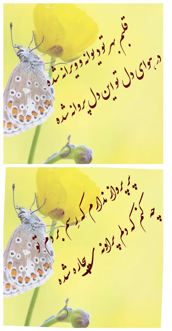 هنر شعر و داستان محفل شعر و داستان زهرا خانکانلو پروانه