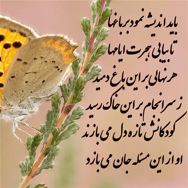 هنر شعر و داستان محفل شعر و داستان زهرا خانکانلو عمر کوتاه