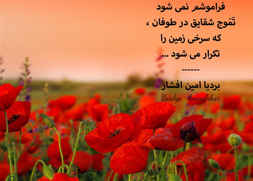 هنر شعر و داستان محفل شعر و داستان بردیا امین افشار #شقایق #شعر_کوتاه #چامک #بردیا #امین_افشار #بردیا_امین_افشار