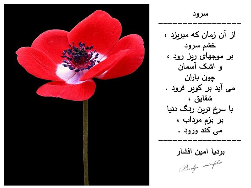 هنر شعر و داستان محفل شعر و داستان بردیا امین افشار #سرود