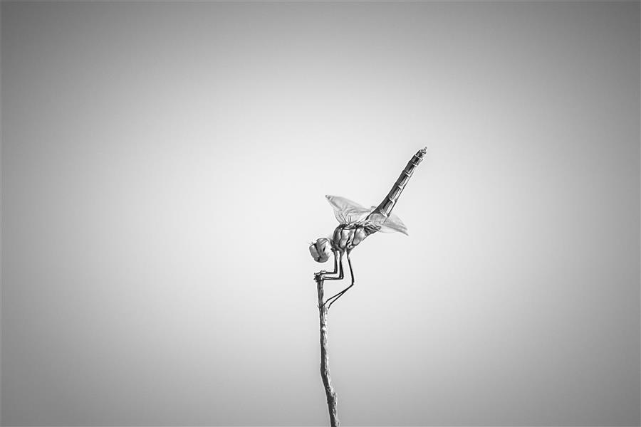 عکس مینیمال دختر