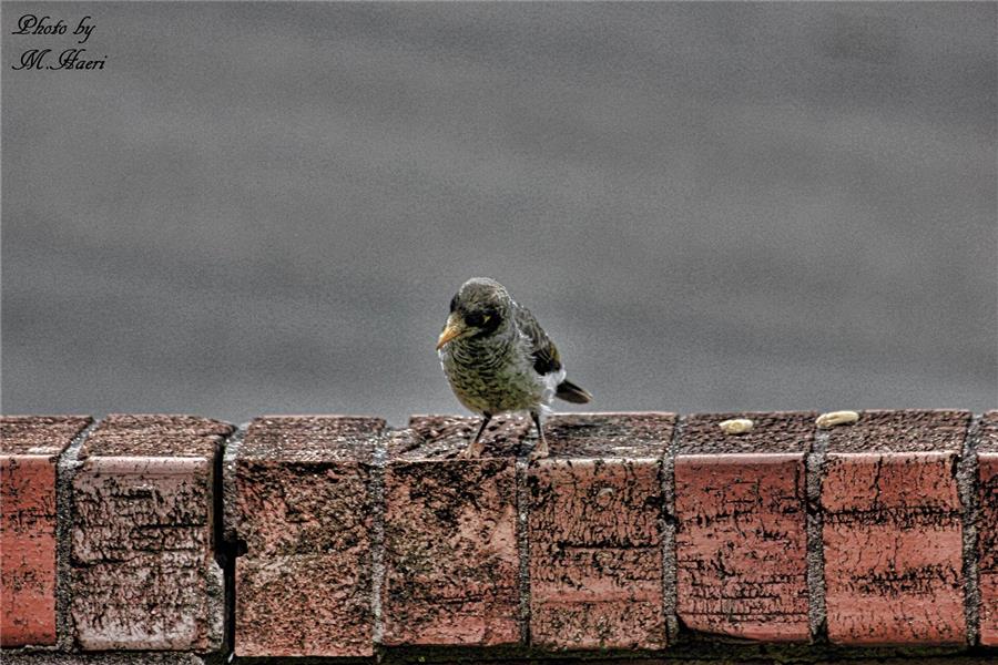 هنر عکاسی عکاسی مینیمال Mehdi Haeri پرنده- پرنده در حال صدازدن جفتش برای تکه ای نان بر روی لبه دیوار. تاریخ 2015 Jan