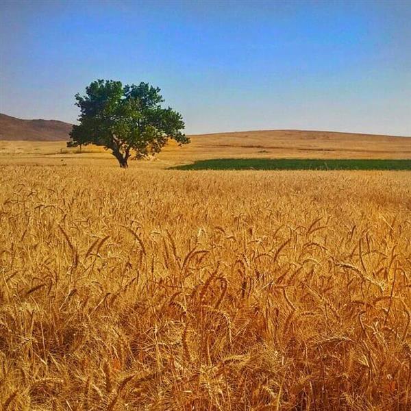 هنر عکاسی عکاسی مینیمال هیدی غفوری 