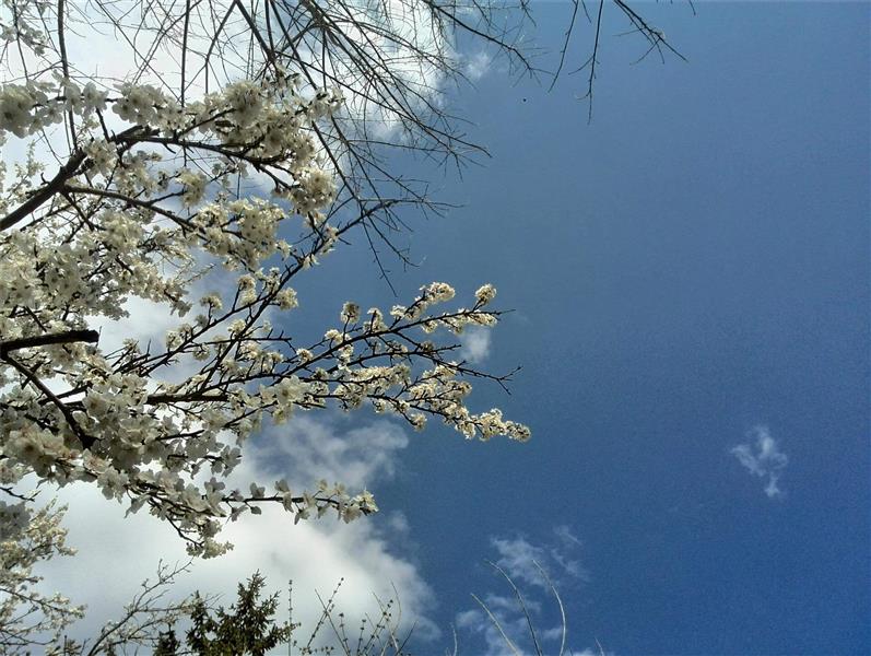 هنر عکاسی بهار Behnam Salehinezhad 